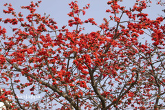 Bombax ceiba